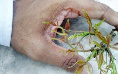 Czy usuwanie korzenia boli naprawdę tak bardzo?