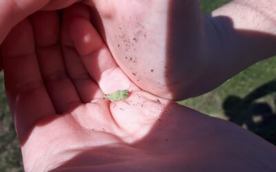 Pasożyty objawy wysypka czy te dolegliwości mogą być ze sobą powiązane?